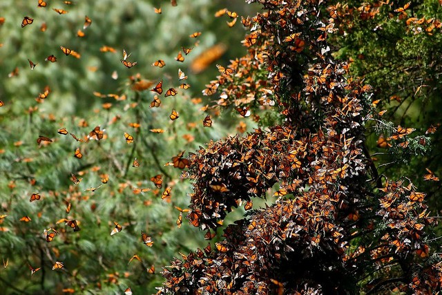 Migration de Papillons Monarques