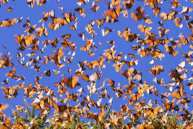 Migration de Papillons Monarques