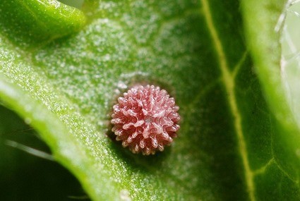 Oeuf de Carcharodus alceae