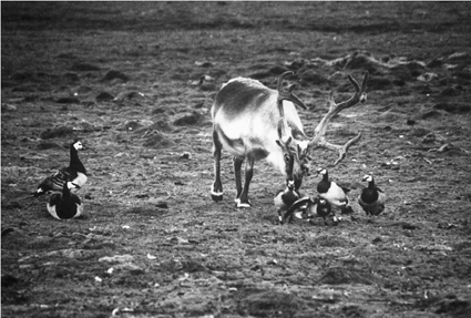 Renne de Svalbard poussant une Bernache pour déguster sa fiente, der Wal et al.