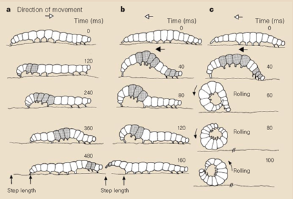 Locomotion de la chenille de Pleuroptya