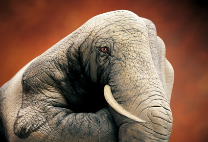 Handimals, Guido Daniele