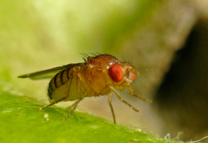 Drosophila melanogaster, la mouche la plus clbre chez les scientifiques!