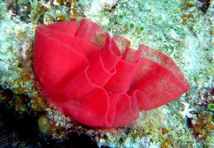 œufs de nudibranches