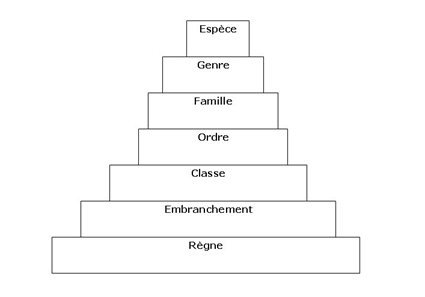La classification hirarchique du vivant