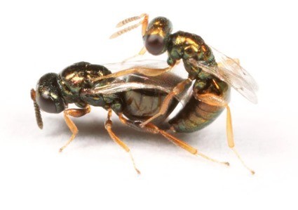 Copulation de Nasonia