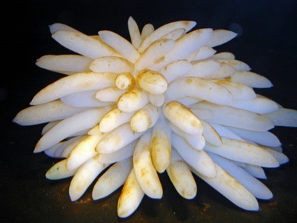 oeufs de seiche