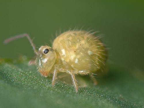 Sminthurus viridis