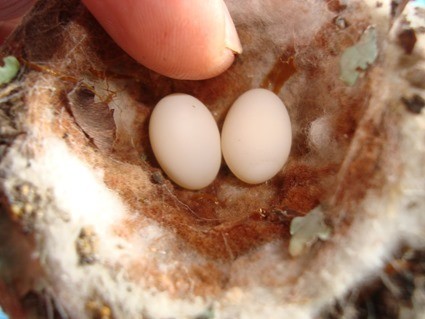 Oeuf de colibri