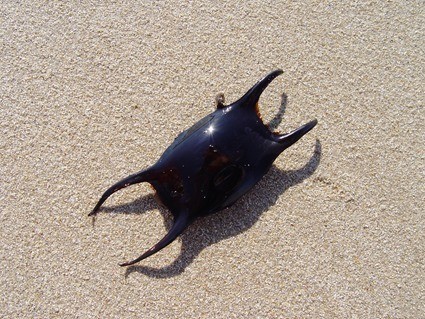 oeuf de Raja