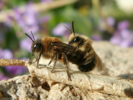 Couple de Colletes cunicularius copulant