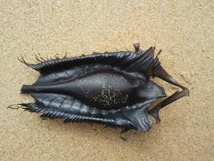 oeuf de chimre