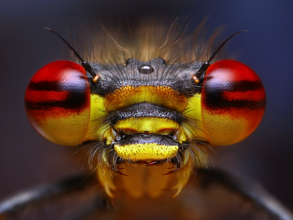 Pyrrhosoma nymphula, Tomas Rak