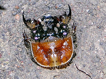 Megacephala megacephala, Ted C. MacRae 