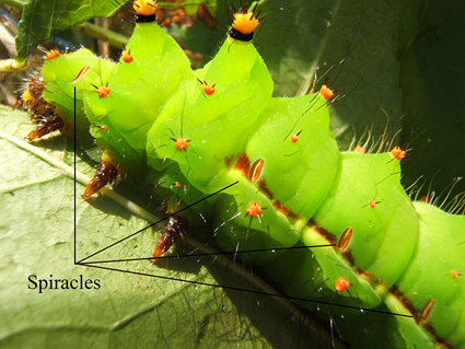 Stigmates sur la chenille d'Actias selene