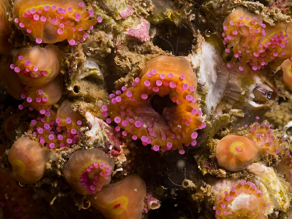 Corynactis viridis Orange, rose et vert