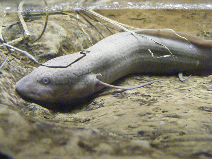 Dipneuste, Neoceratodus forsteri