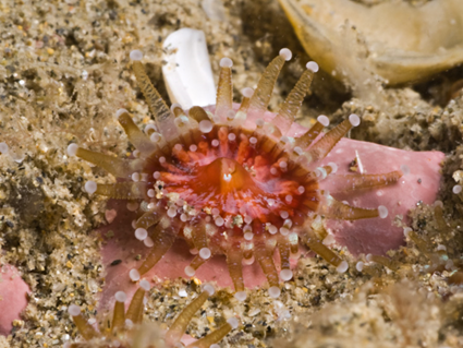 Corynactis viridis Rose et Blanc