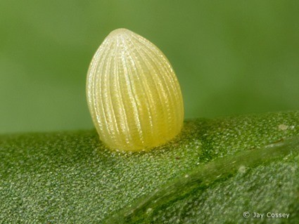 Oeuf de Danaus plexippus