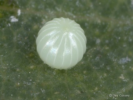 Oeuf de Erynnis baptisiae