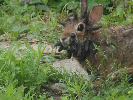 Lapin atteint de Papillomatose