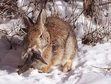 Lapin atteint de Papillomatose