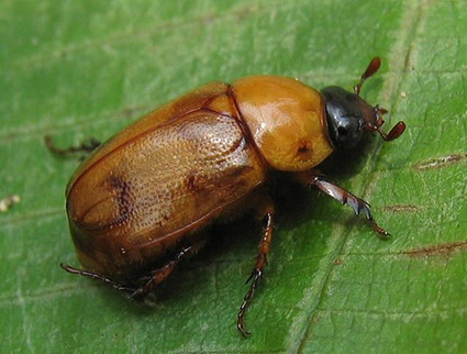 Cyclocephala hardyi