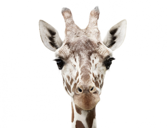 Girafe, 2010, Morten Koldby