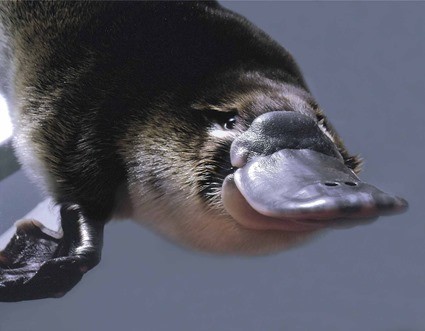 ornithorynque