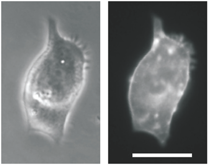 Cardomyocite transgnique exprimant Channelrhodopsin2