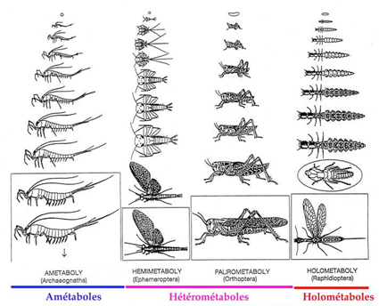 Diffrents modes de dveloppement chez les insectes