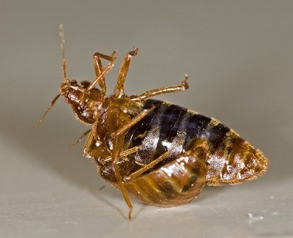 Insmination traumatique du mle de la punaise des lits Cimex lectularius