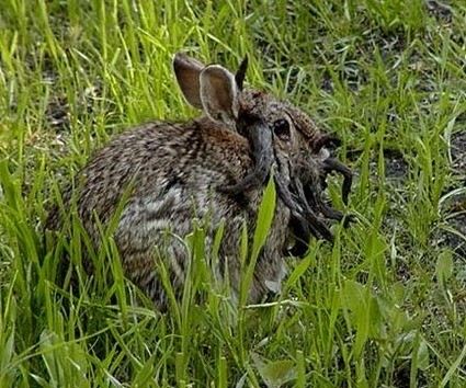 Lapin atteint de Papillomatose