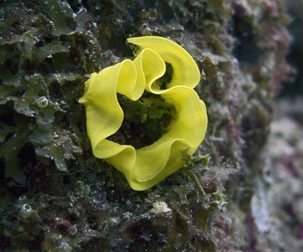 œufs de nudibranches