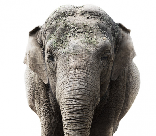 Elephant, 2010, Morten Koldby