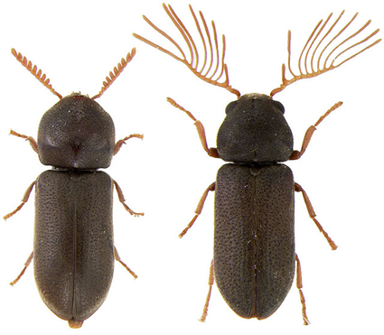 Ptilinus sp., femelle  gauche, mle  droite, Nicolas Gompel