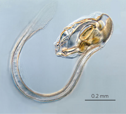 Oikopleura dioica juvnile