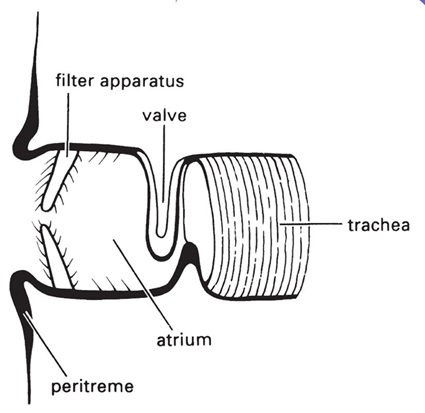 Schma d'un stigmate