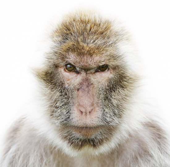 Macaque crabier, 2010, Morten Koldby