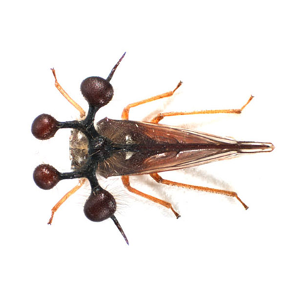 Bocydium sp, Nicolas Gompel