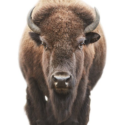 Bison, 2010, Morten Koldby