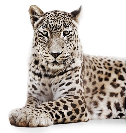 Leopard, 2009, Morten Koldby