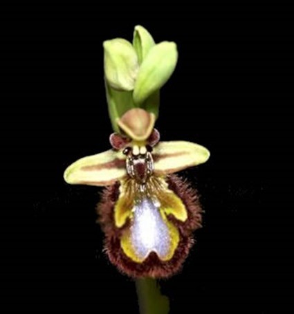 Ophrys insectifera