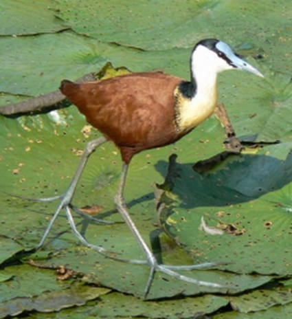 Actophilornis africana