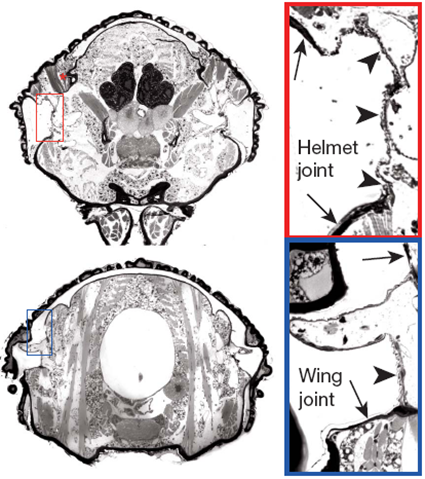 Coupes histologiques de Publilia modesta  travers le segment T1 et T2, Prud'homme et al., 2011
