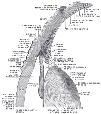 Coupe transverse d'un oeil
