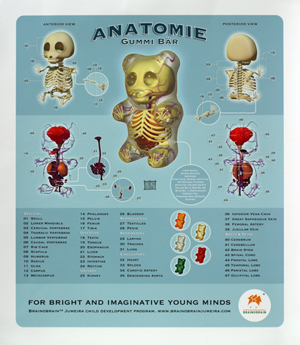 Anatomie de l'ourson de gélatine