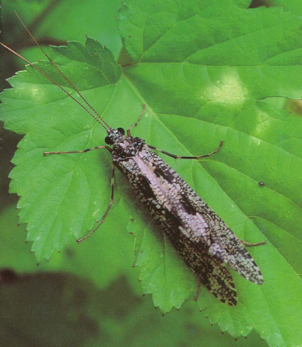 Trichoptère
adulte