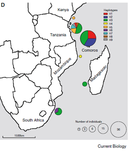 Distribution gographique des haplotypes de Latimeria chalumnae. Les diffrents haplotypes sont figurs par diffrentes couleurs, le diamtre des cercles correspond au nombre d’individus chantillons