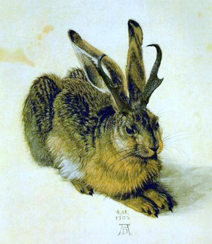 duerer-jackalope